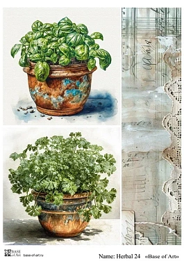 Herbal 24 , фото 1