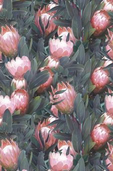 Розовый лотос в листьях Розовый лотос в листьях